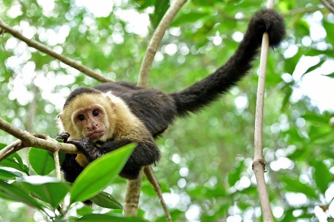 A capuchin monkey 